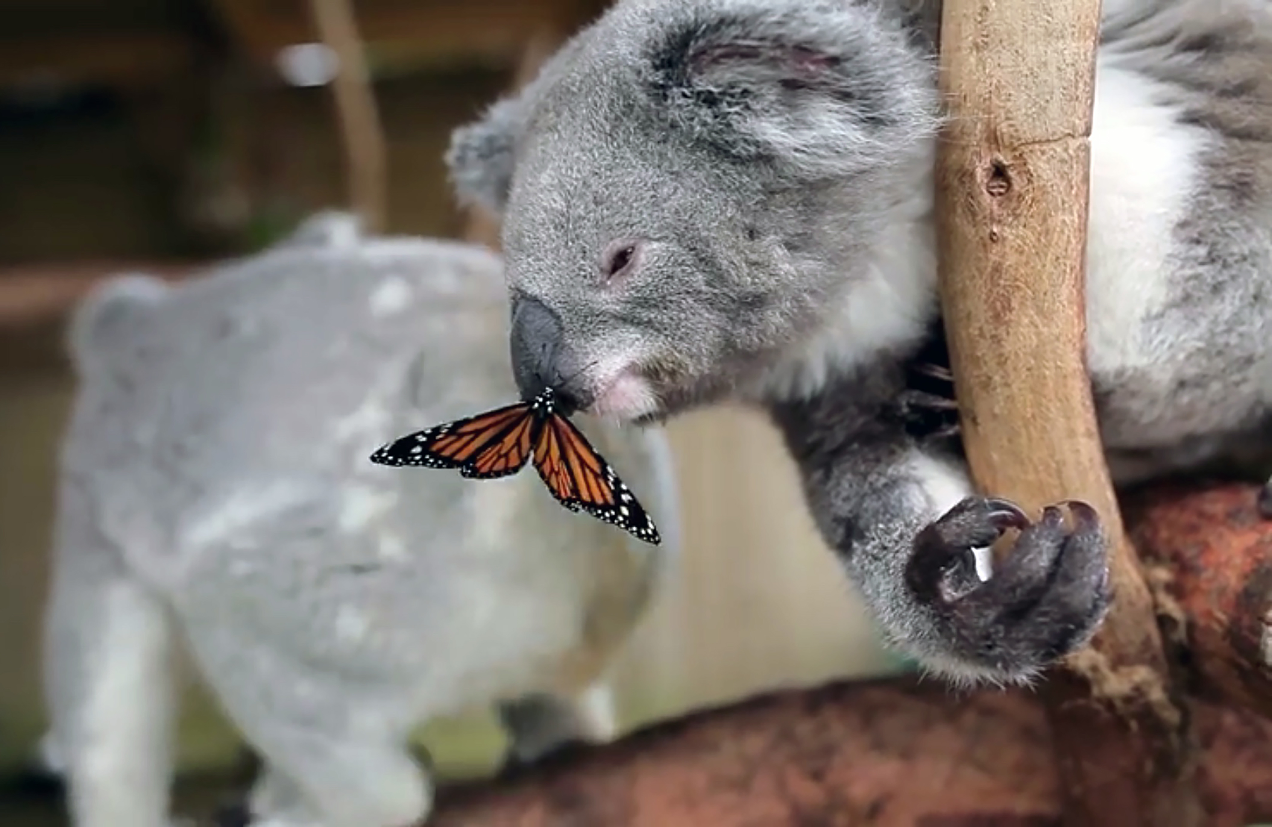 TheShy赛事官方发布连败新规,澳大利亚队争议不断! TheShy赛事官方发布连败新规,澳大利亚队争议不断!